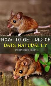 We will serve all your pest requirements. How To Get Rid Of Rats Naturally Getting Rid Of Rats Rodent Repellent Plants Getting Rid Of Mice