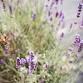 Soft Life Reset Night: Lavender Field Edition