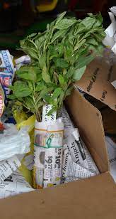Maybe you would like to learn more about one of these? How To Ship Plants By U S Mail Ups Or Fed Ex Mike S Backyard Nursery