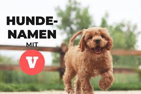 Hundenamen mit c für hündinnencaja candy cara caresse carla carlotta carolin carpa carry cassidy casta cat cati cavalier king. Originelle Hundenamen Mit V Fur Hundinnen Und Ruden Hundefunde