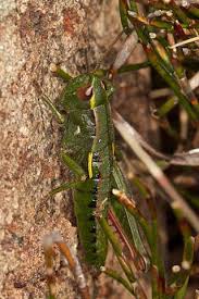 Image result for Albertisia