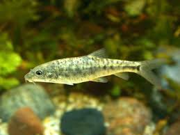 I am no professional just a very enthusiastic hobbie. 8 Fish That Can Live With Koi In A Tank Koi Tank Mates Pond Wiki