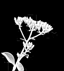 Image result for Helichrysum cephaloideum