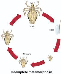 Image result for what do Mallophaga look like in dog fur