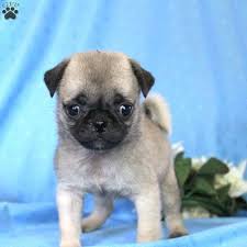 Before you buy any oklahoma puppies, you need to think about your budget and how much you want to spend. Vanessa Miniature Pug Puppy For Sale In Pennsylvania