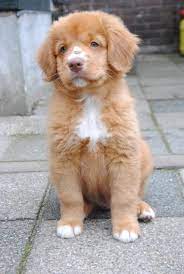 Check spelling or type a new query. Kian A Nova Scotia Duck Tolling Retriever 8 Weeks Old Cute Dogs And Puppies Cute Baby Animals Baby Animals Pictures