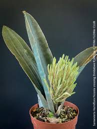 Image result for Sansevieria humiflora