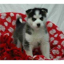 Welcome to pets4you, the premier source of the finest breeders for over 25 years. Puppies For Sale Siberian Husky Puppies For Adoption Usa Virginia Price 400