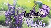 To help you plan your trip to warratina lavender farm, we've provided this handy weather forecast tool. Pleasant Valley Lavender Offers The Plants In New Jersey Youtube