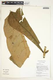 Image result for Anthocleista vogelii