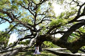 Hours may change under current circumstances Elopement Treaty Oak Park Professional Wedding Photography Family Portraits Jacksonville Fl