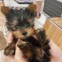 Yorkies In Central Florida. Bichon Poo Rescues and Adoption In ...