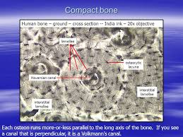 Structures and bone areas in column b, and use them to color the coding. Histology Review Bone Tissue Dr Tim Ballard Department Of Biology And Marine Biology Ppt Download