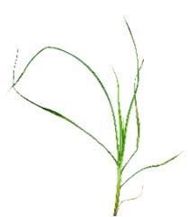 Image result for Sphaerocyperus erinaceus