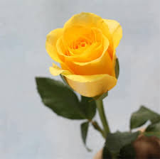 الجملة كينجي قطع جديد الزهور من الورود الصفراء الطبيعية Sunlucky