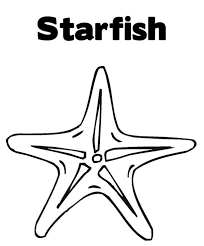 Free Starfish Coloring Pages Coloring Pages Starfish Drawing Fish Coloring Page