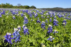 9.5 miles from muleshoe bend recreation area. Find A Bluebonnet Oasis At Muleshoe Bend