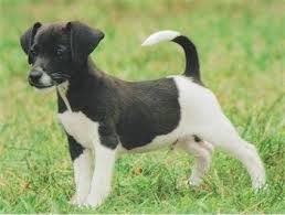 Black And White Rat Terrier Chihuahua Mix Polls Jackabeescout12weeks 4728 602161 Answer 10 Xlarge Jpeg 350 265 Pixel Hybrid Dogs Mixed Breed Puppies Jack Russell
