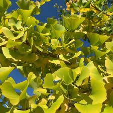 Ginkgo Biloba Ginkgobiloba Garten Baum Garden Tree Garden Ginkgo Biloba Ginkgo