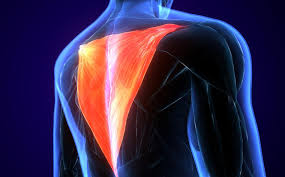 Upper back pain is most commonly caused by muscle irritation or tension, also called myofascial pain. Trapezius Muscle Pain Stretches And Home Remedies