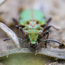 Image result for Delta Green 1968 Beetle