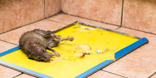 Oct 21, 2019 · how to keep mice out of your car keep mice out of the car's engine. How To Keep Mice Out Of Your Vehicle Welcome To Consolidated Pest Control Consolidated Pest Control