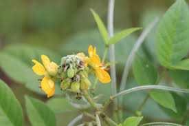 Image result for Senna hirsuta