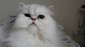 How To Clean Your Persian Cats Eyes - Youtube