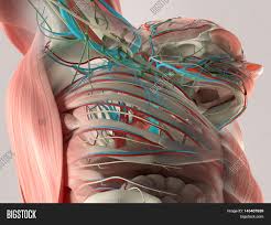 A tight chest muscle is easy to stretch. Human Anatomy Detail Image Photo Free Trial Bigstock