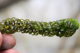 Image result for Lagarosiphon major