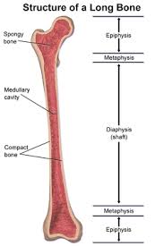 Once a child is born its bones start forming and the major role of cartilage is to form a model for later growth of the skeleton bone. Endochondral Ossification And Long Bone Growth Beyond Achondroplasia
