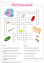 Cell Crossword Cells Worksheet Animal Cells Worksheet Teaching Cells