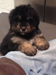 Check spelling or type a new query. Bernedoodle Puppies For Sale In Rancho California California Classified Hoodbiz Org