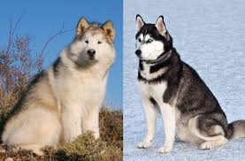 As a rough guide, a malamute puppy can be fed the following amounts every day making sure their meals are evenly spread out throughout the day and it's best to feed them 3 or 4 times a day: Malamute Vs Husky 7 Differences You Need To Know Perfect Dog Breeds