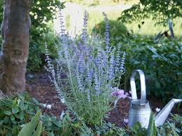 Image result for Perovskia atriplicifolia lacey blue lisslitt photo