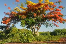 Image result for Delonix