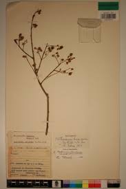 Image result for Phyllocosmus