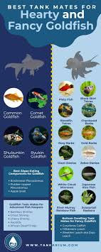 Welcome to oregon aquatics' website! Best Tank Mates For Hearty And Fancy Goldfish Goldfish Tank Goldfish Common Goldfish