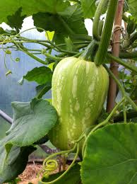 Image result for Cucurbita moschata