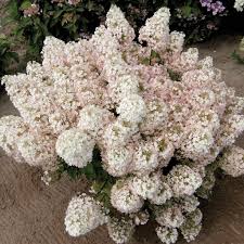 Image result for Basella paniculata