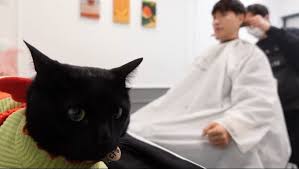 고양이 몸에 깃든 각성자 카이든과 각성능력을 숨겨온 고등학생 지우 러블리 2인조의 액션 판타지. Pgr21 ì—°ì˜ˆ ë°•ìˆ˜í™ ê³ ì–'ì´ ì œì¼ ëŒ€ë°•ì¸ ê²ƒ Jpgif