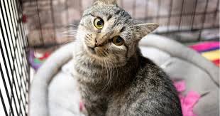 We are so glad that you are considering adopting a cat from operation kindness! Austin Pets Alive Cats With Special Needs