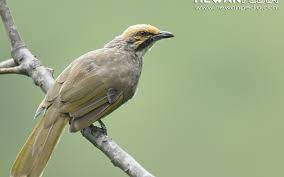 Maybe you would like to learn more about one of these? 6 Tahapan Suara Cucak Rawa Hewanpedia