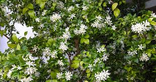 Image result for Murraya