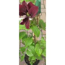 Sent out in large 2 litre pots, (8 inches deep x 5 inches wide) size when delivered. Clematis Niobe 3l