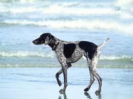 Apr 12, 2021 · we're proud to offer active duty u.s. The Best Pet Transport Options For Military Members Petrelocation