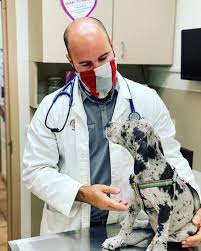 Dog training club of st. Animal Medical Hospital Home Facebook