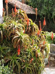 Image result for Aloe arborescens