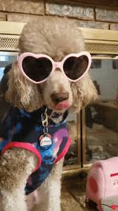 Dog with glasses hipster glasses cute glasses clever animals funny animals cute animals funny cats pink 33 animals wearing glasses. Sunglasses Dog Gifs Get The Best Gif On Giphy