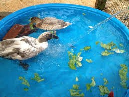 Mining pool with low fees and fast payouts. Creating An Enriching Life For Ducks The Open Sanctuary Project